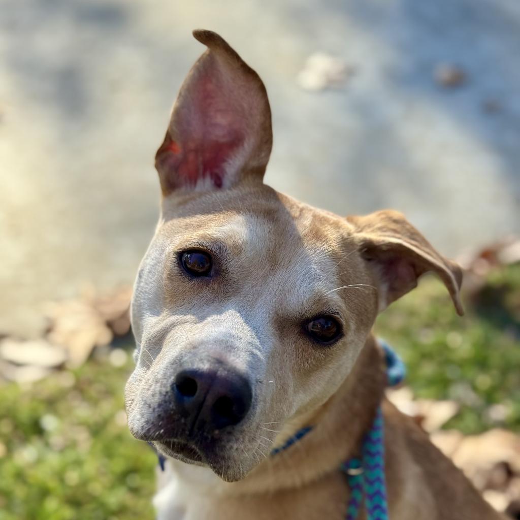 Enlarge BamBam(C000-624) -*By Appointment*, a Adoptable mixed breed in Chino Hills, CA image 2/6