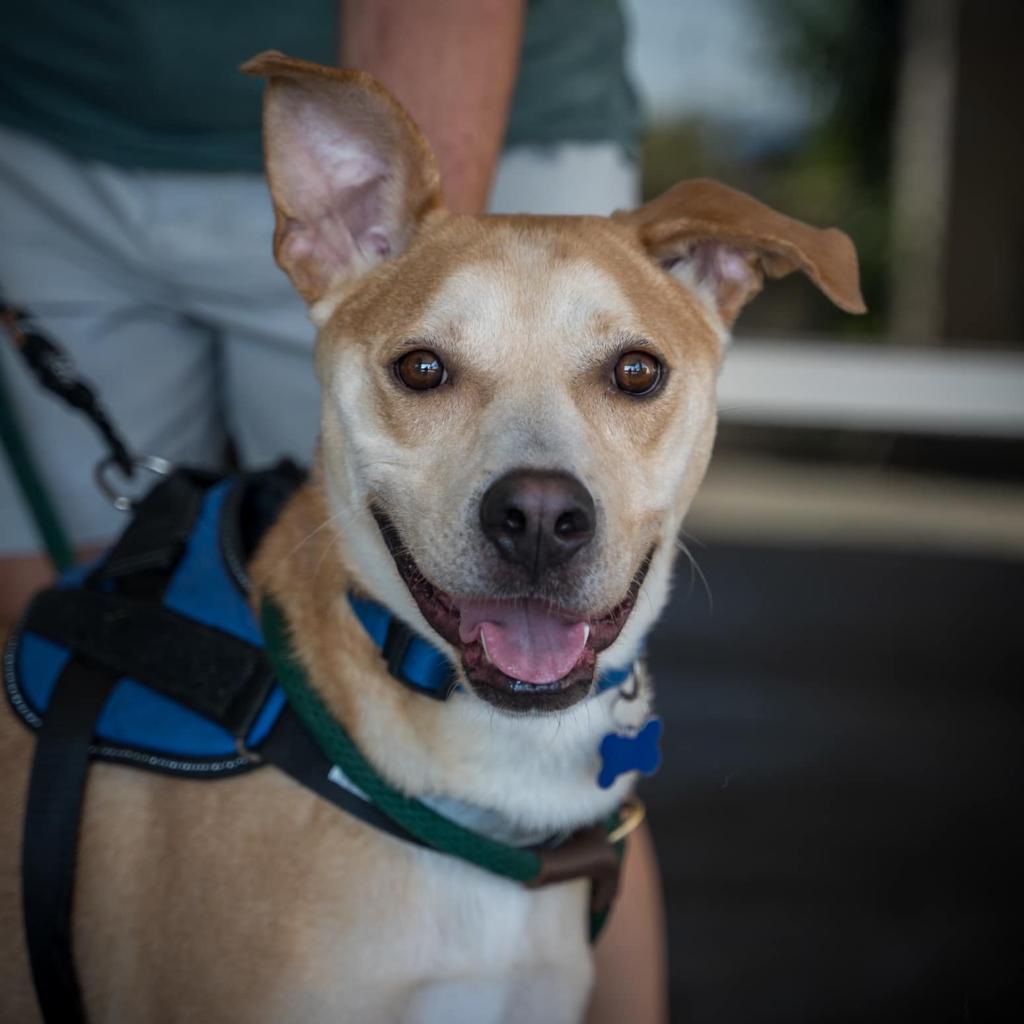 Enlarge BamBam(C000-624) -*By Appointment*, a Adoptable mixed breed in Chino Hills, CA image 3/6