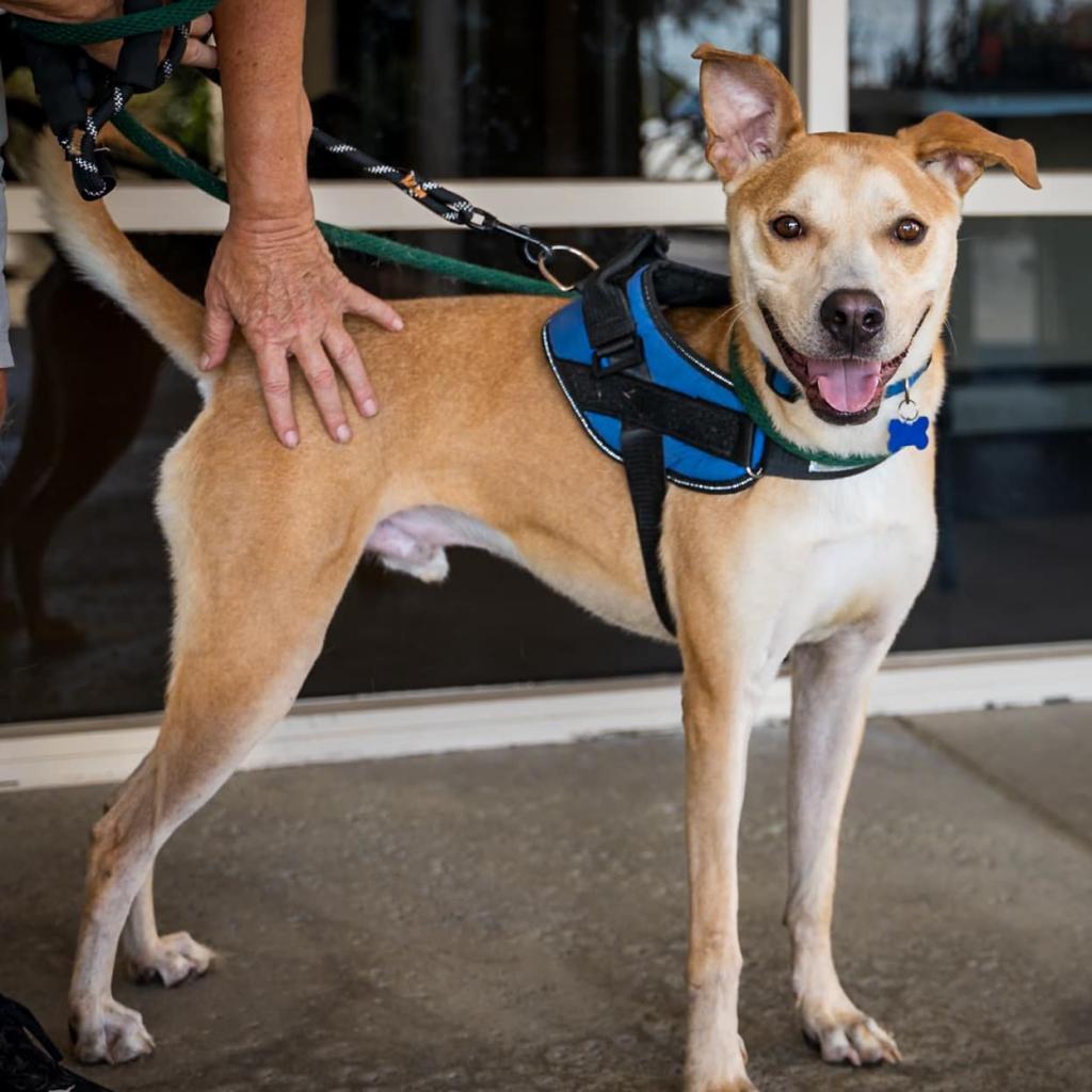 Enlarge BamBam(C000-624) -*By Appointment*, a Adoptable mixed breed in Chino Hills, CA image 4/6
