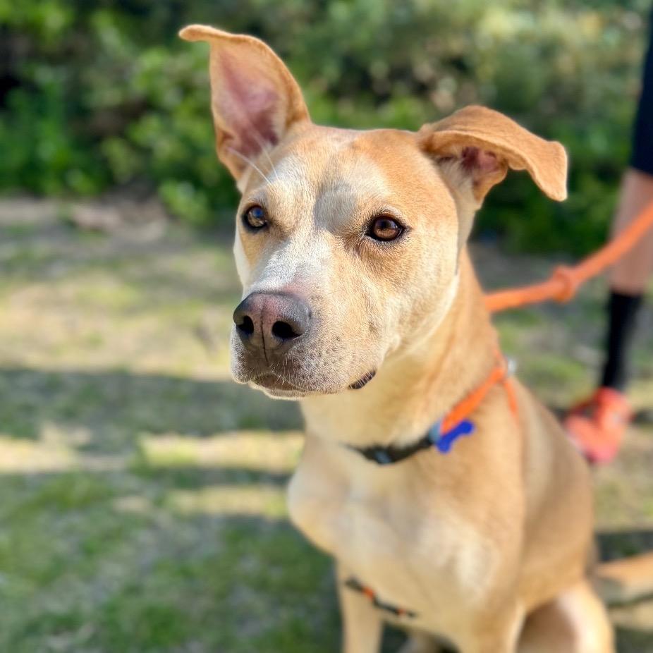 Enlarge BamBam(C000-624) -*By Appointment*, a Adoptable mixed breed in Chino Hills, CA image 5/6