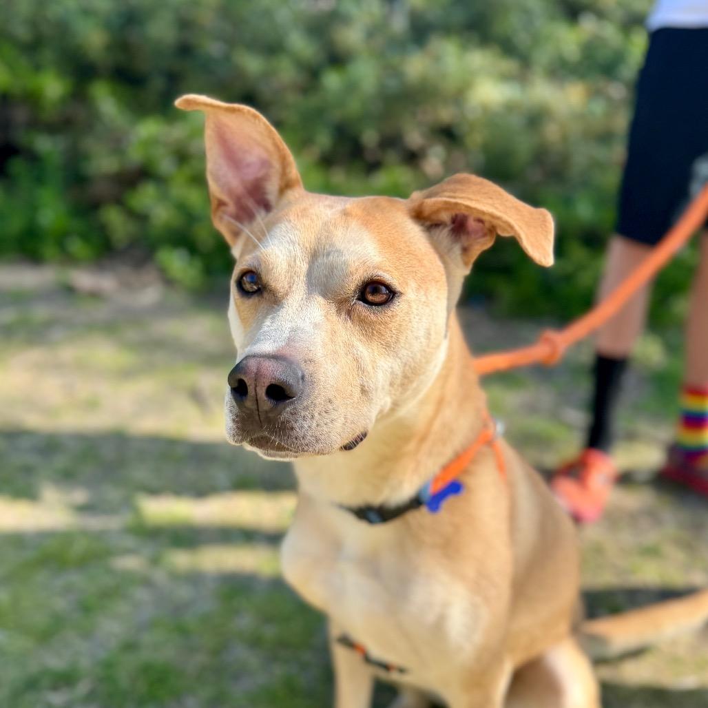 Enlarge BamBam(C000-624) -*By Appointment*, a Adoptable mixed breed in Chino Hills, CA image 5/6