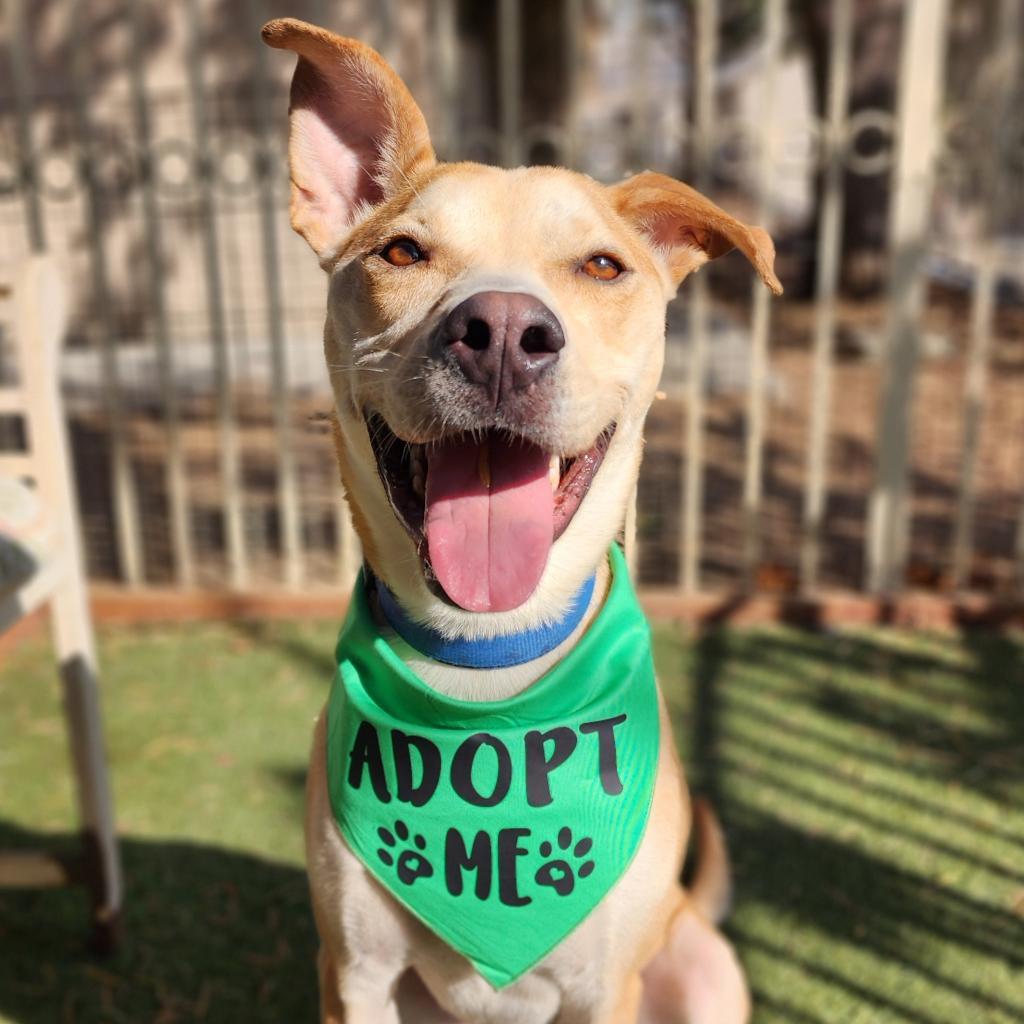 Enlarge BamBam(C000-624) -*By Appointment*, a Adoptable mixed breed in Chino Hills, CA image 6/6