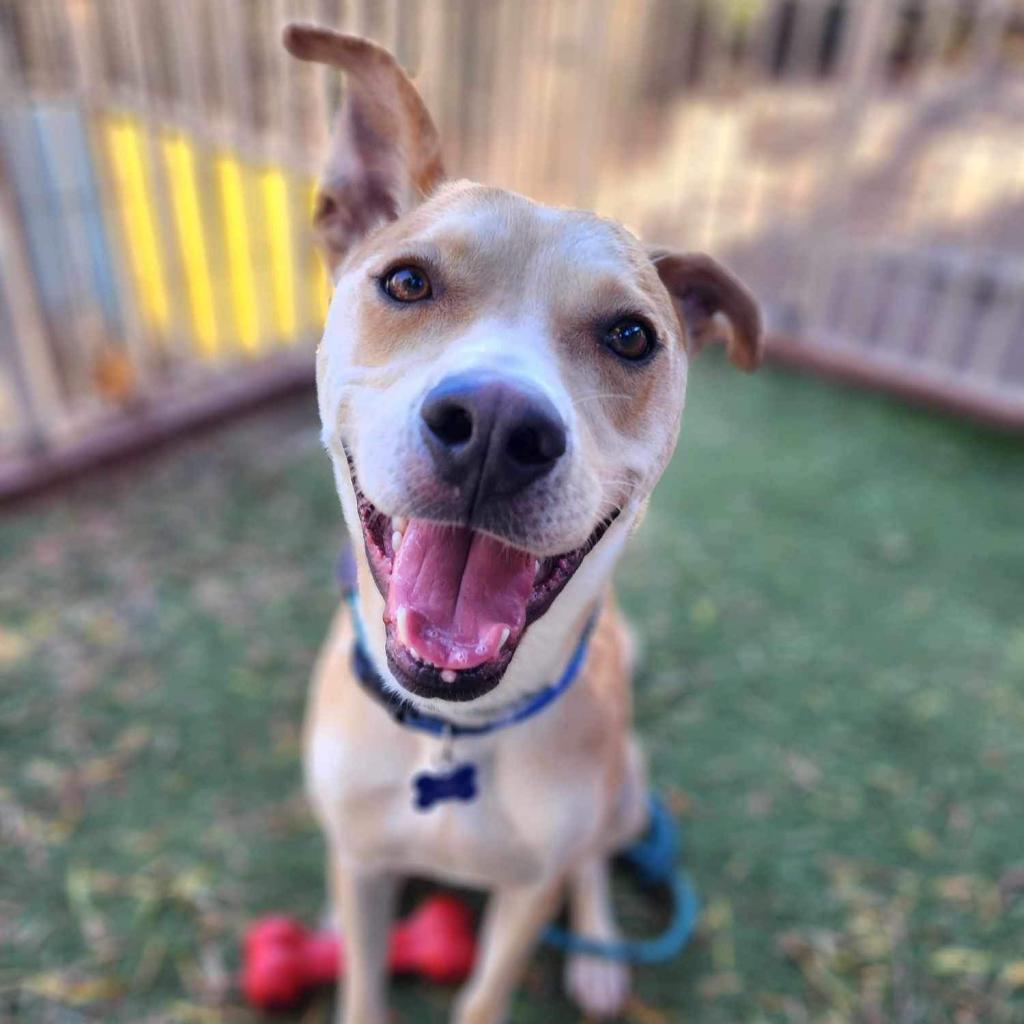 Enlarge BamBam(C000-624) -*By Appointment*, a Adoptable mixed breed in Chino Hills, CA image 6/6