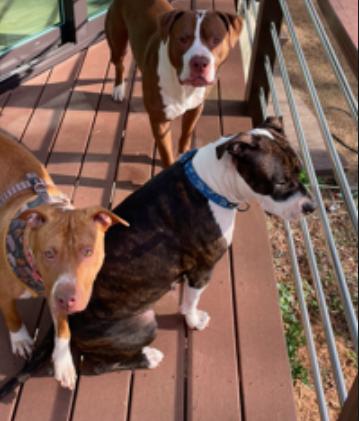 Coco, a Adoptable mixed breed in Decatur, GA image 3/3