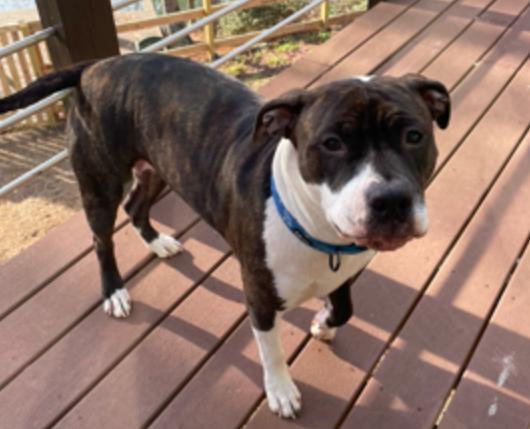 Enlarge Coco, a Adoptable mixed breed in Decatur, GA image 2/3