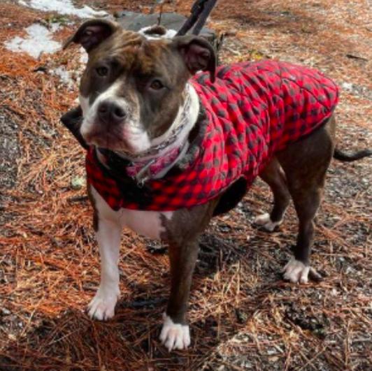 Enlarge Coco, a Adoptable mixed breed in Decatur, GA image 3/3