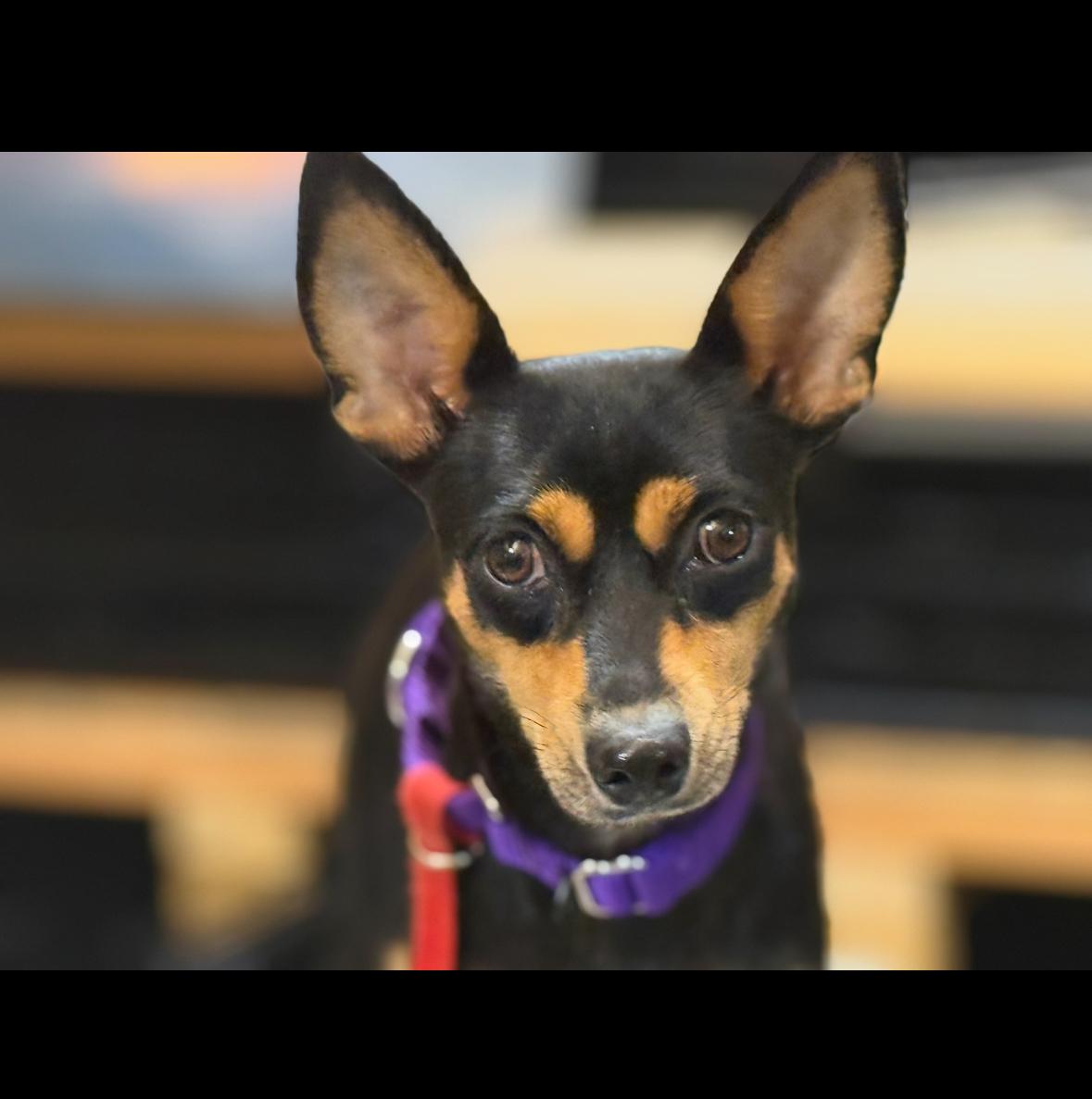 Sierra, Adoptable, Young Female Miniature Pinscher.