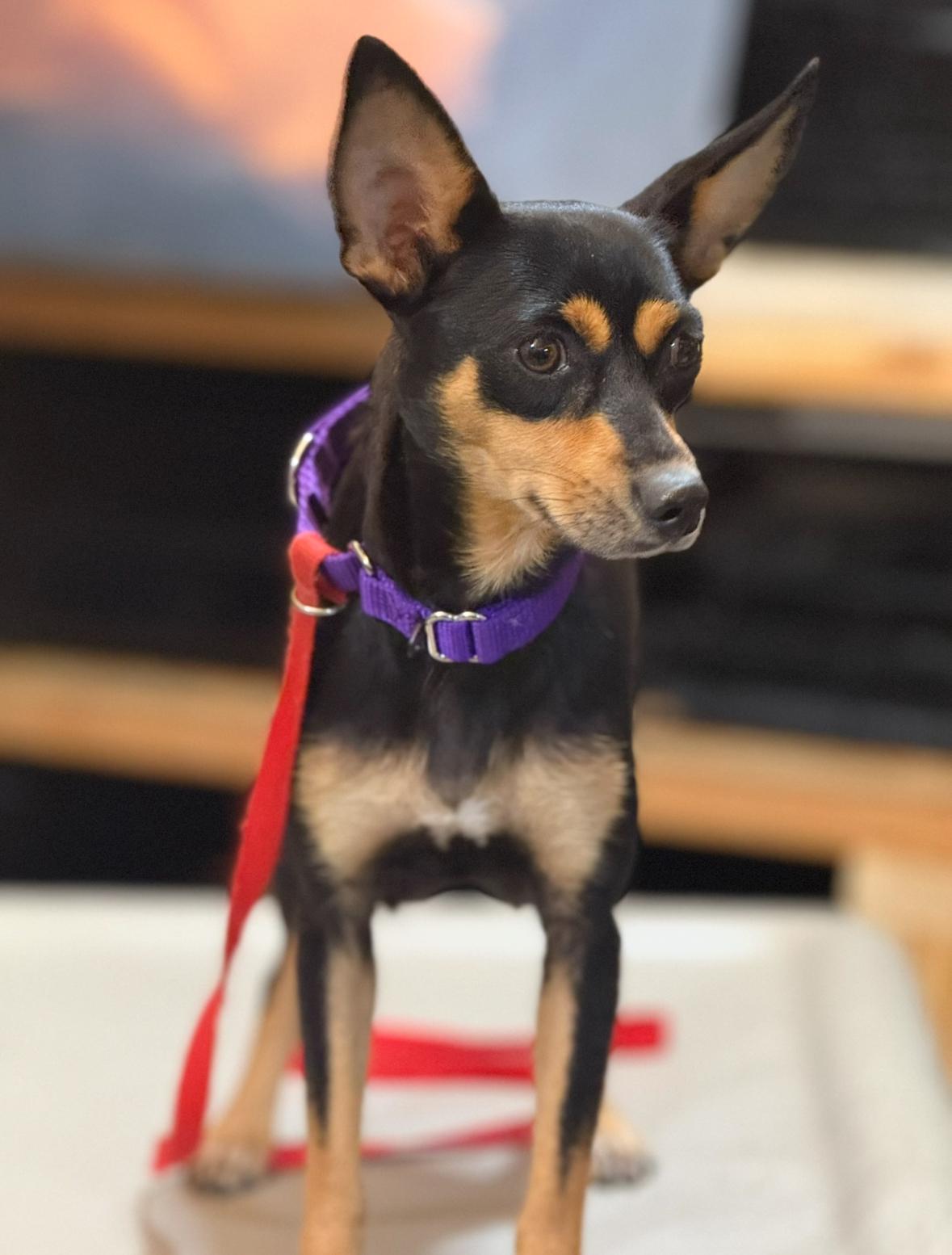 Sierra, an adopted mixed breed in Mendham, NJ image 2/4