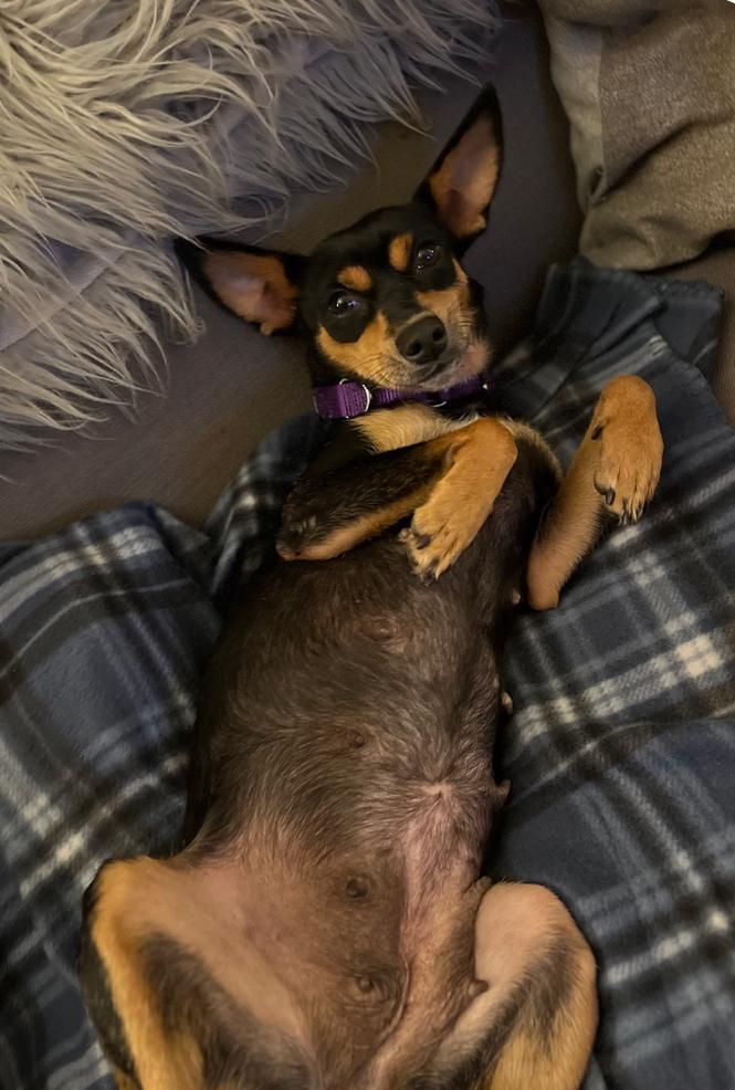 Sierra, an adopted mixed breed in Mendham, NJ image 3/4