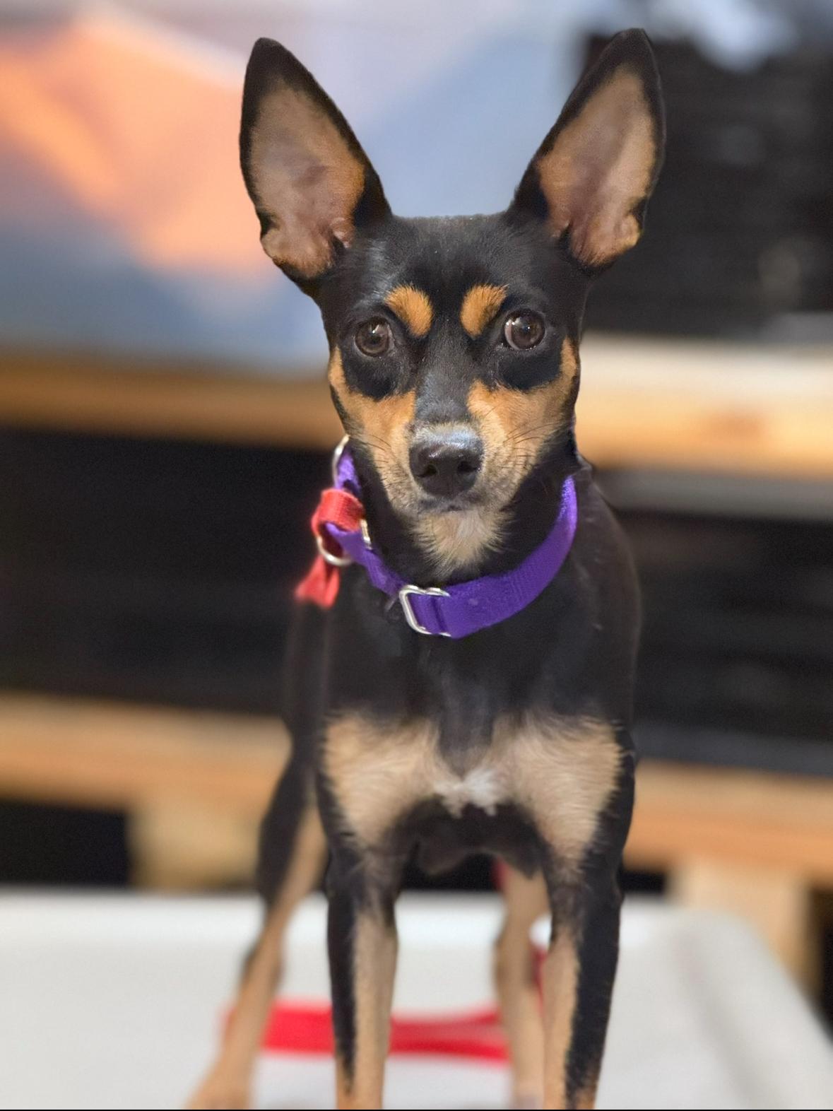 Sierra, an adopted mixed breed in Mendham, NJ image 4/4