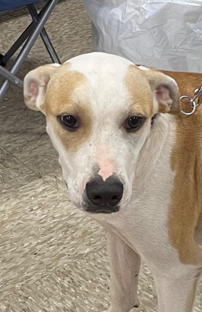 Enlarge Benny, a Adoptable mixed breed in Gilmer, TX image 1/6