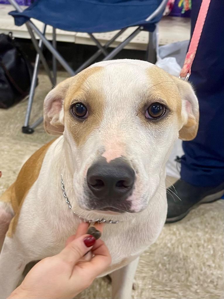 Enlarge Benny, a Adoptable mixed breed in Gilmer, TX image 2/6