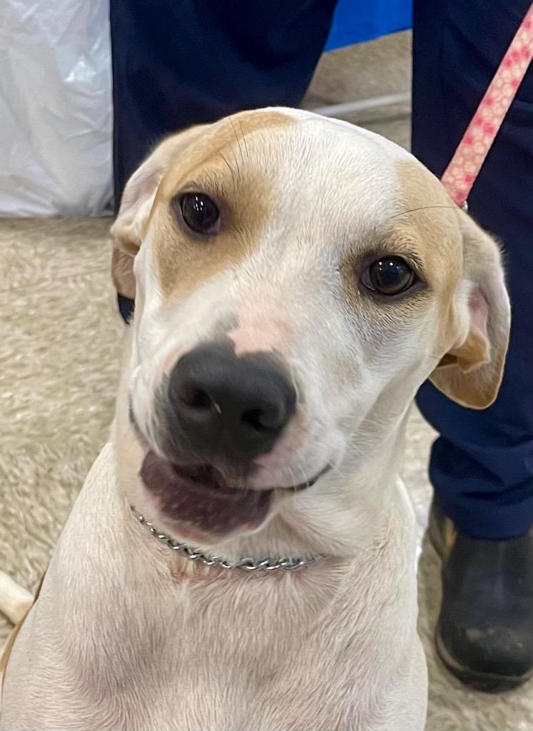 Enlarge Benny, a Adoptable mixed breed in Gilmer, TX image 3/6