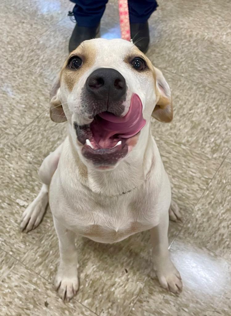 Enlarge Benny, a Adoptable mixed breed in Gilmer, TX image 4/6