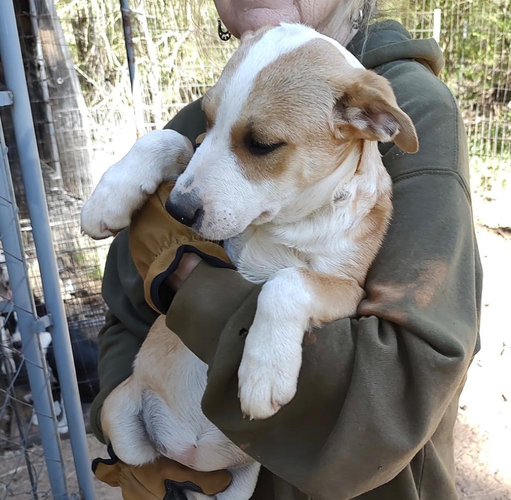 Enlarge Benny, a Adoptable mixed breed in Gilmer, TX image 5/6