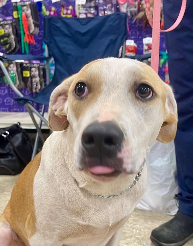 Enlarge Benny, a Adoptable mixed breed in Gilmer, TX image 6/6