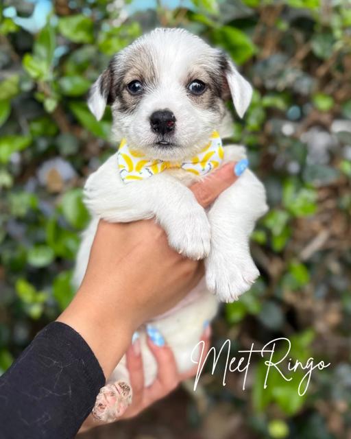 Enlarge Ringo, a ADOPTABLE mixed breed in South El Monte, CA image 1/3