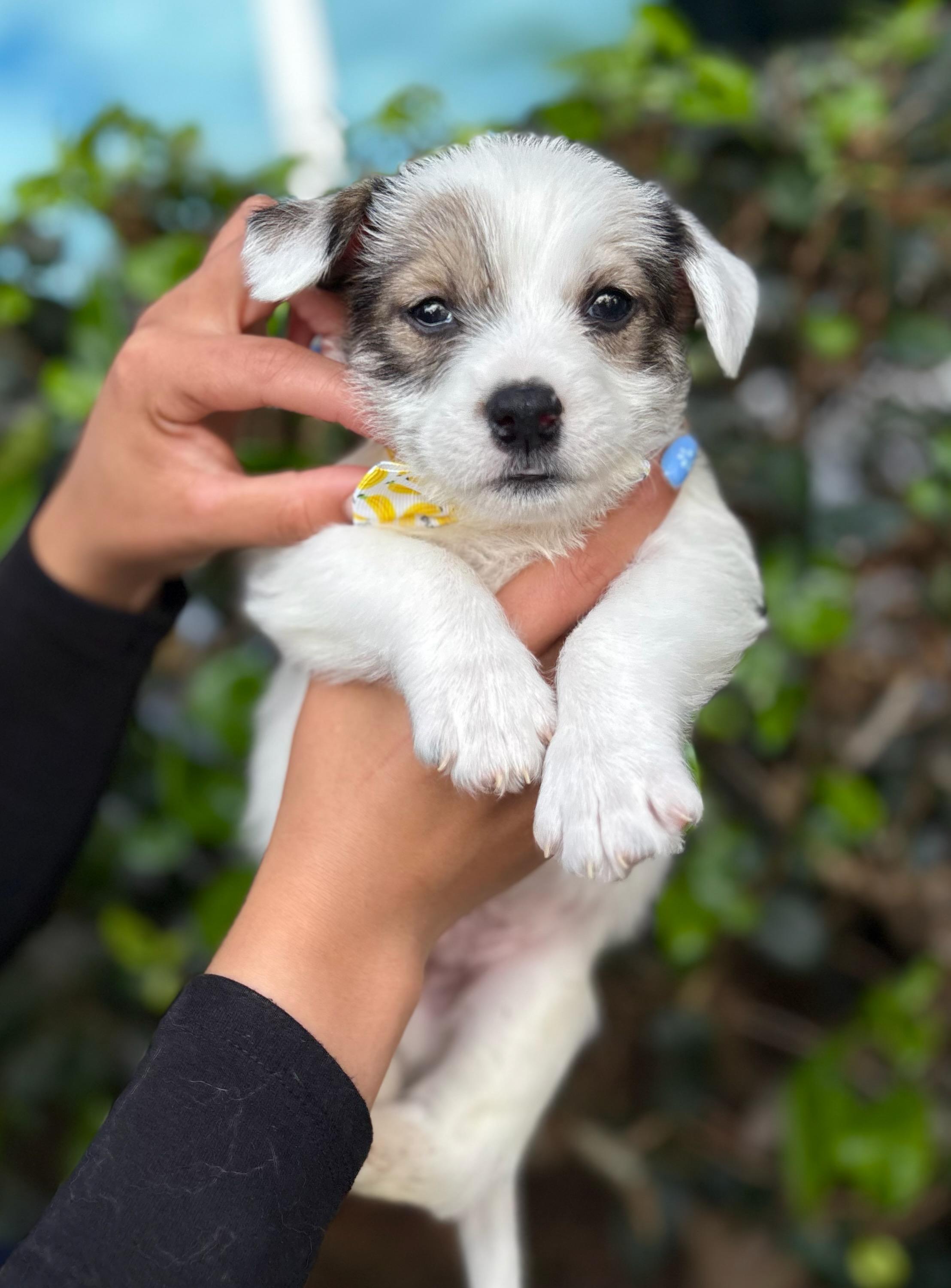 Enlarge Ringo, a ADOPTABLE mixed breed in South El Monte, CA image 2/3