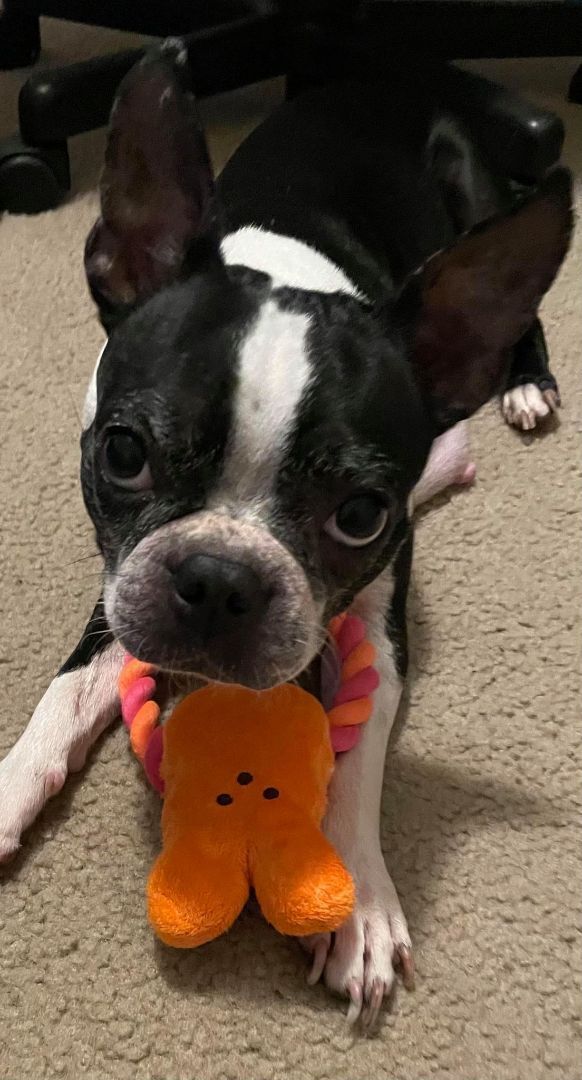 Enlarge MOMMA SHAMROCK SHAKES - Adopted!!, a Adoptable Boston Terrier in Spring, TX image 1/1