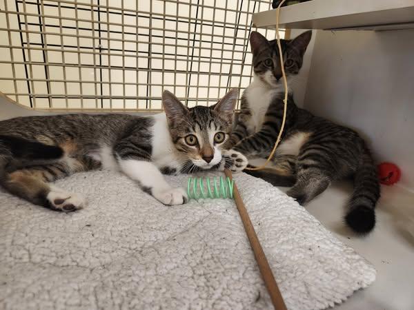Squirt (bonded w/Crush) 0425