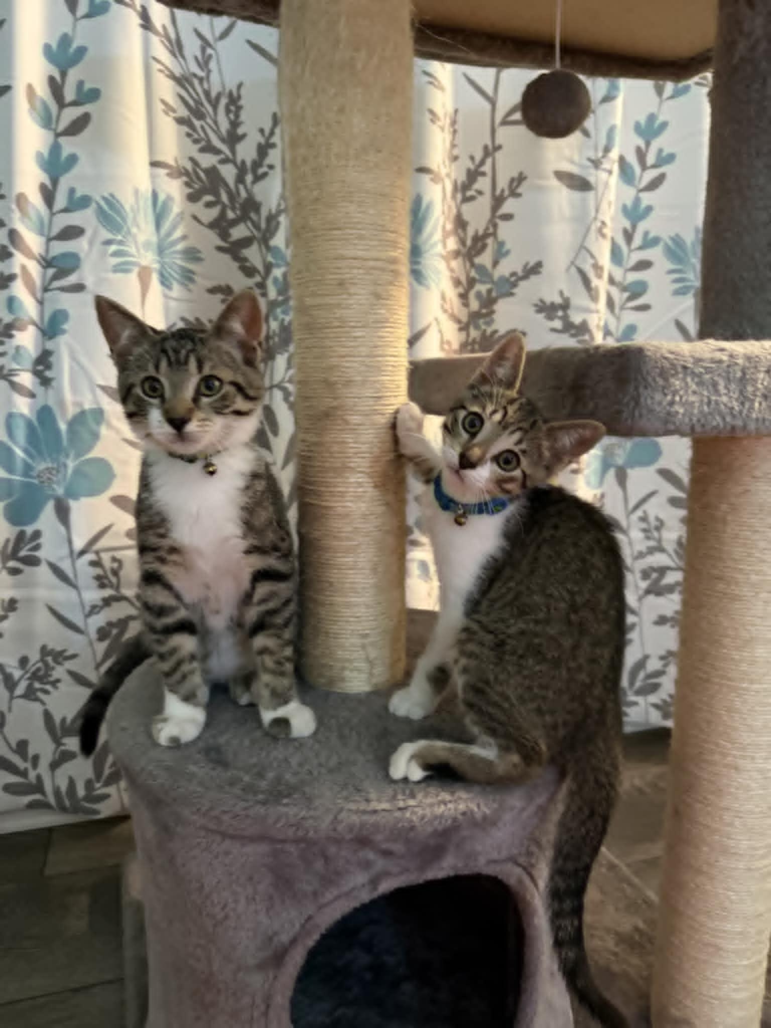 Squirt (bonded w/Crush) 0425