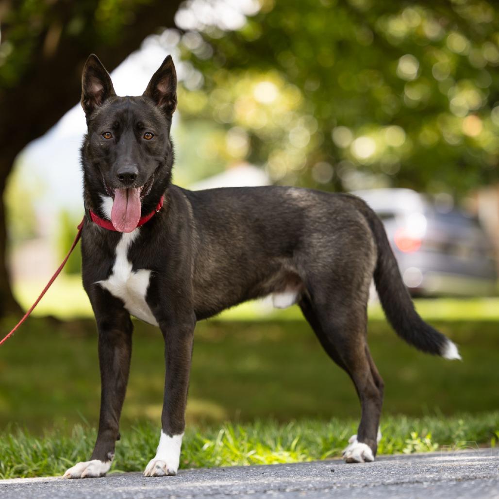 Enlarge Jackson, a Adoptable mixed breed in Chantilly, VA image 1/6