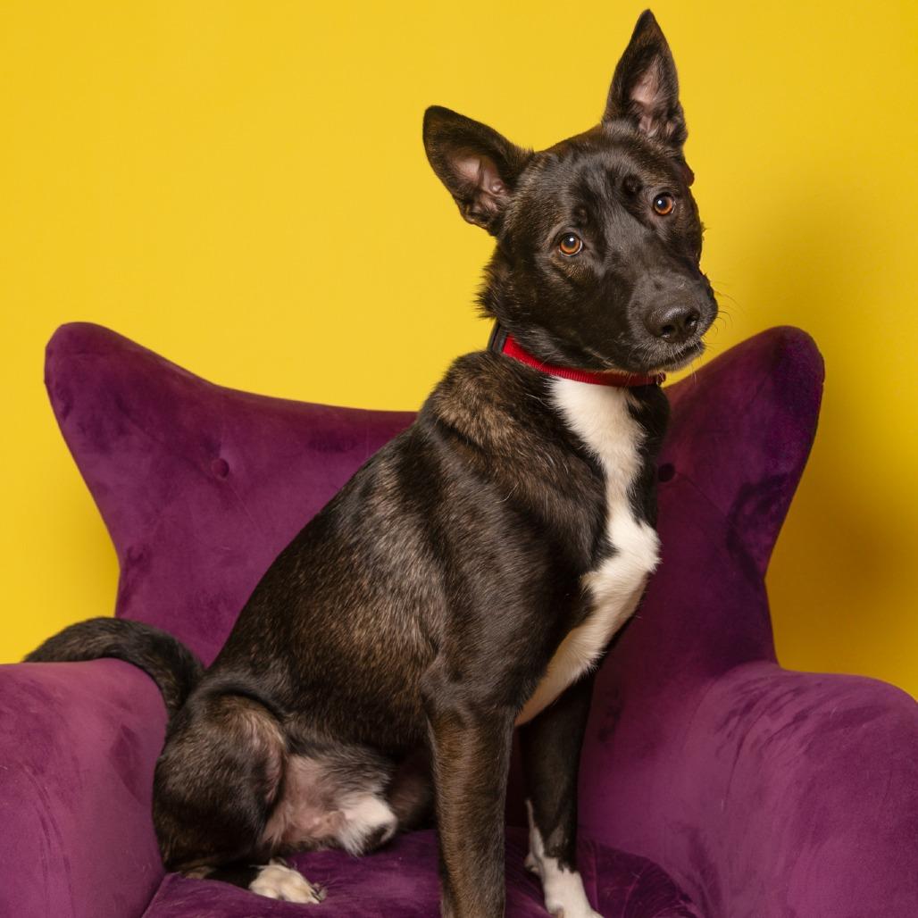 Enlarge Jackson, a Adoptable mixed breed in Chantilly, VA image 2/6