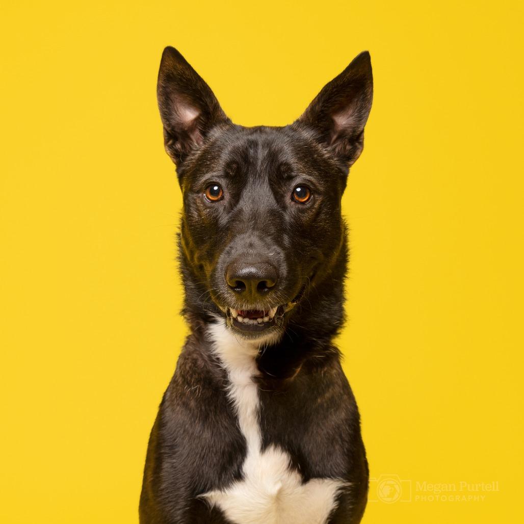 Enlarge Jackson, a Adoptable mixed breed in Chantilly, VA image 3/6