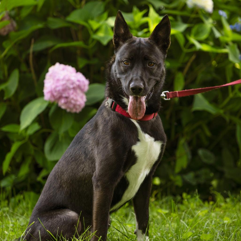 Enlarge Jackson, a Adoptable mixed breed in Chantilly, VA image 4/6