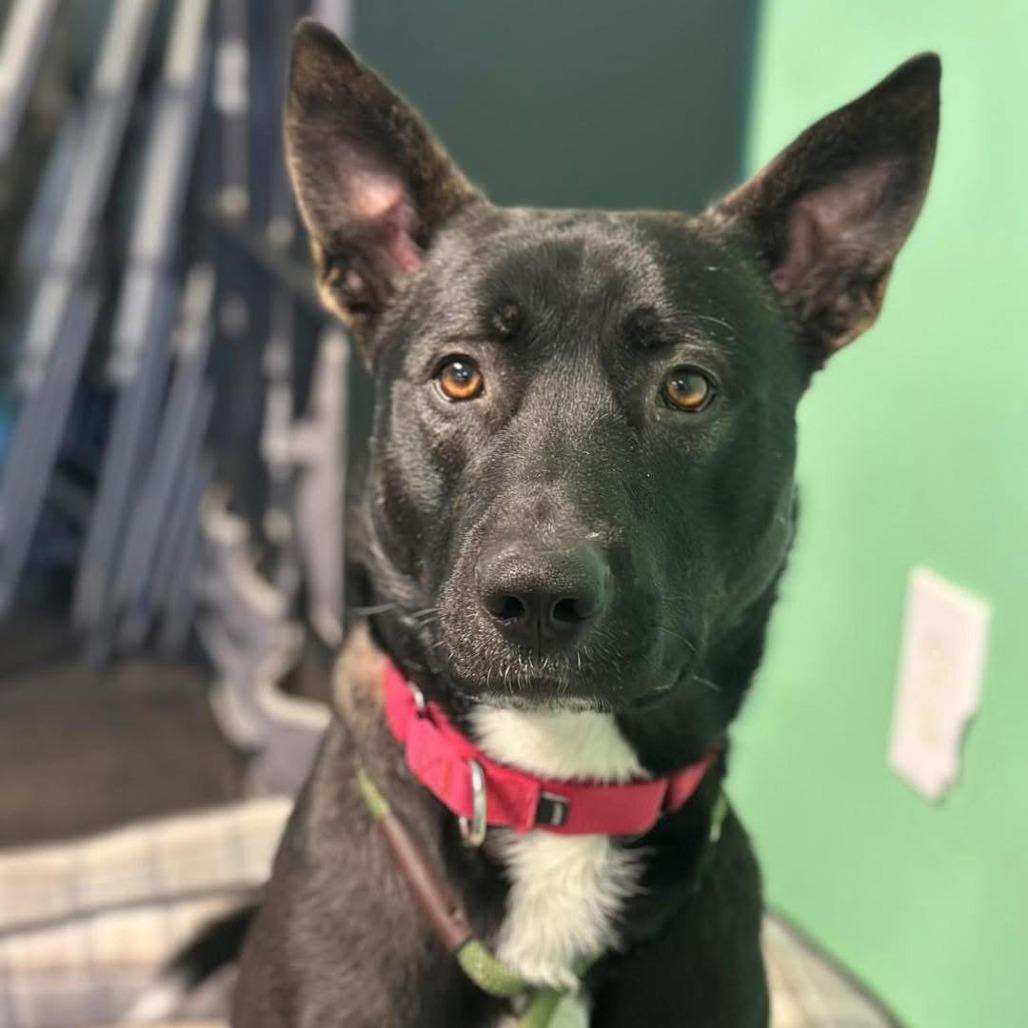 Enlarge Jackson, a Adoptable mixed breed in Chantilly, VA image 6/6