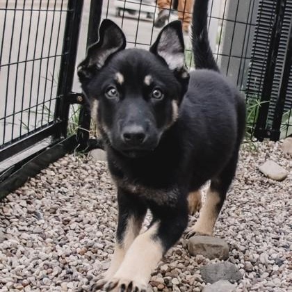 Enlarge Cash, a ADOPTABLE mixed breed in The Colony, TX image 3/3