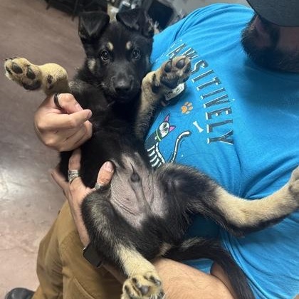 Enlarge Cash, a ADOPTABLE mixed breed in The Colony, TX image 2/3