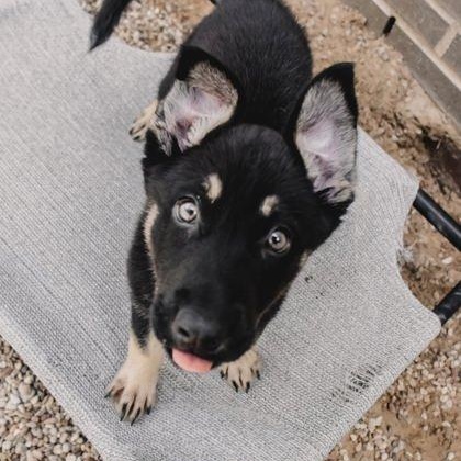 Cash, ADOPTABLE, Puppy Male German Shepherd Dog.