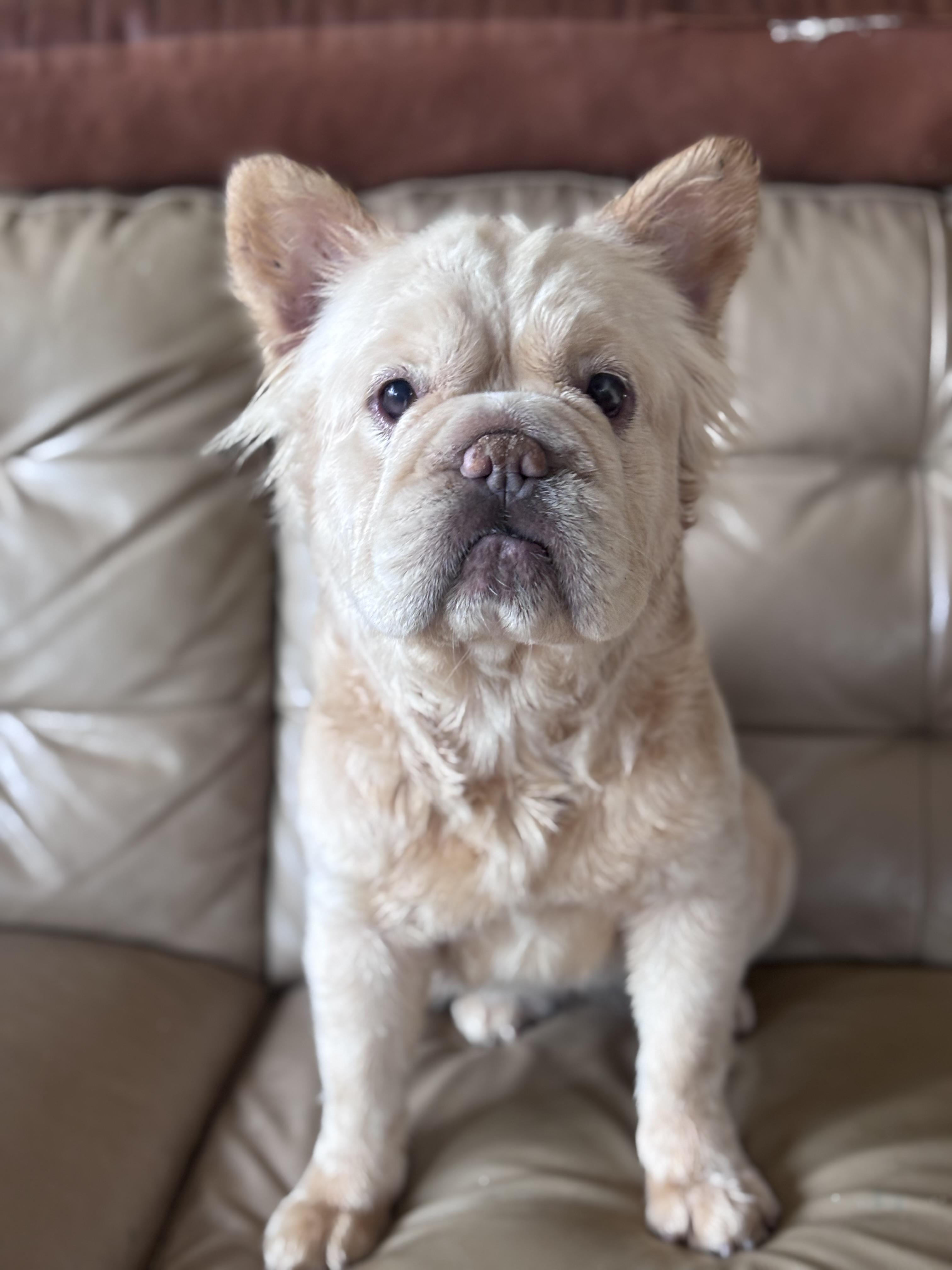 Enlarge Lua, a ADOPTABLE French Bulldog in Corona, CA image 3/3