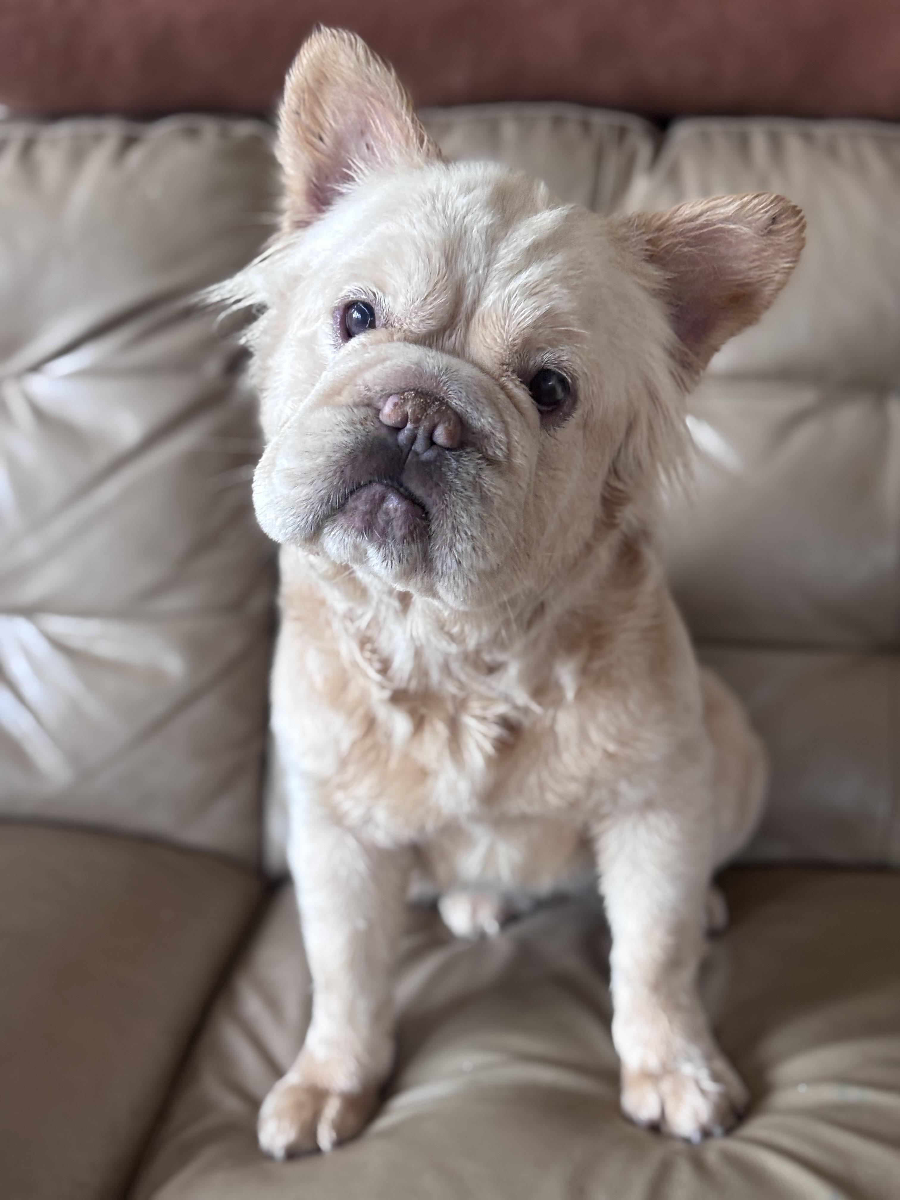 Enlarge Lua, a ADOPTABLE French Bulldog in Corona, CA image 2/3