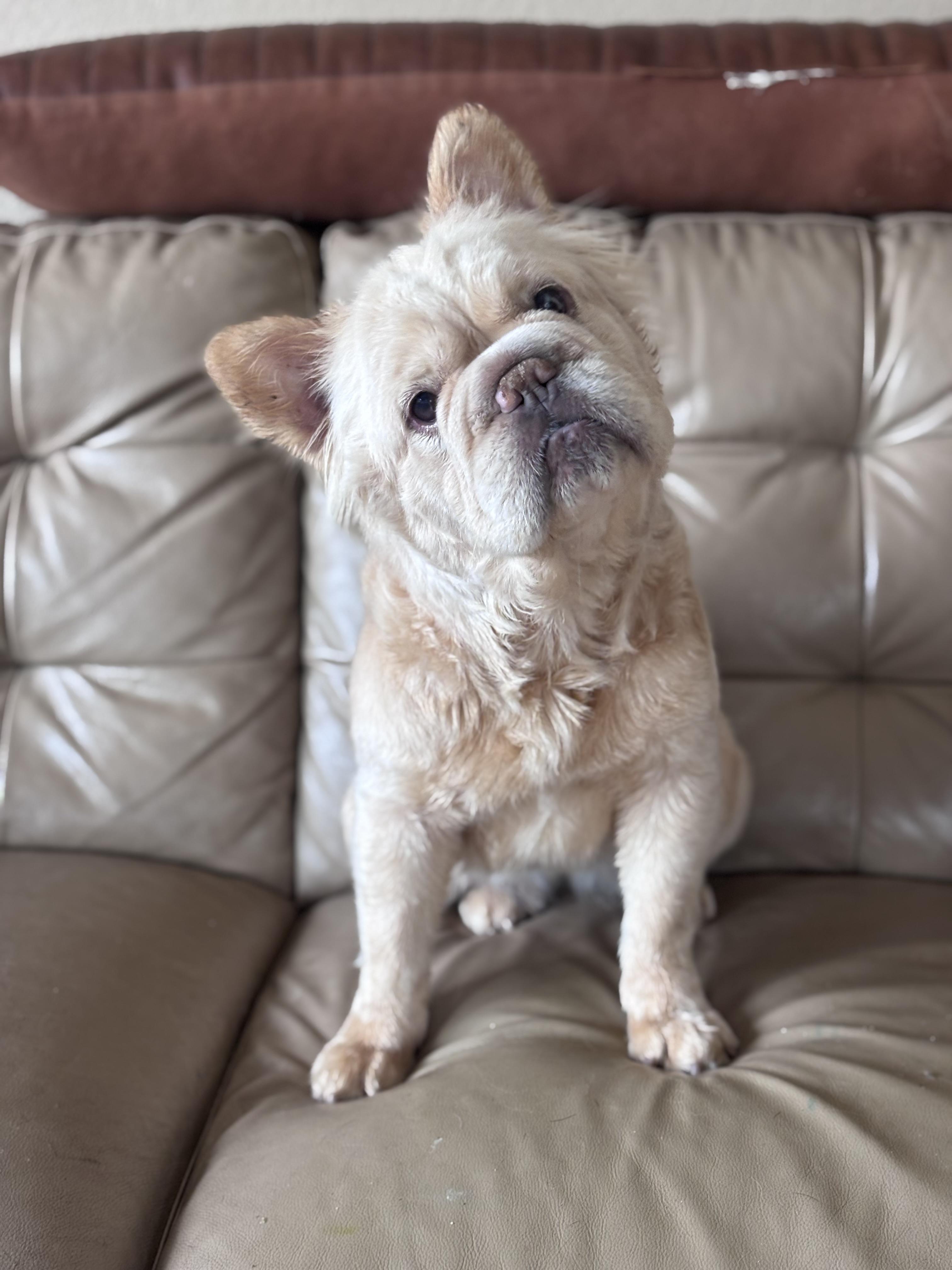 Enlarge Lua, a ADOPTABLE French Bulldog in Corona, CA image 1/3