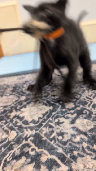 Enlarge Orange-nado, a Adopted mixed breed in Hyattsville, MD video 2/6