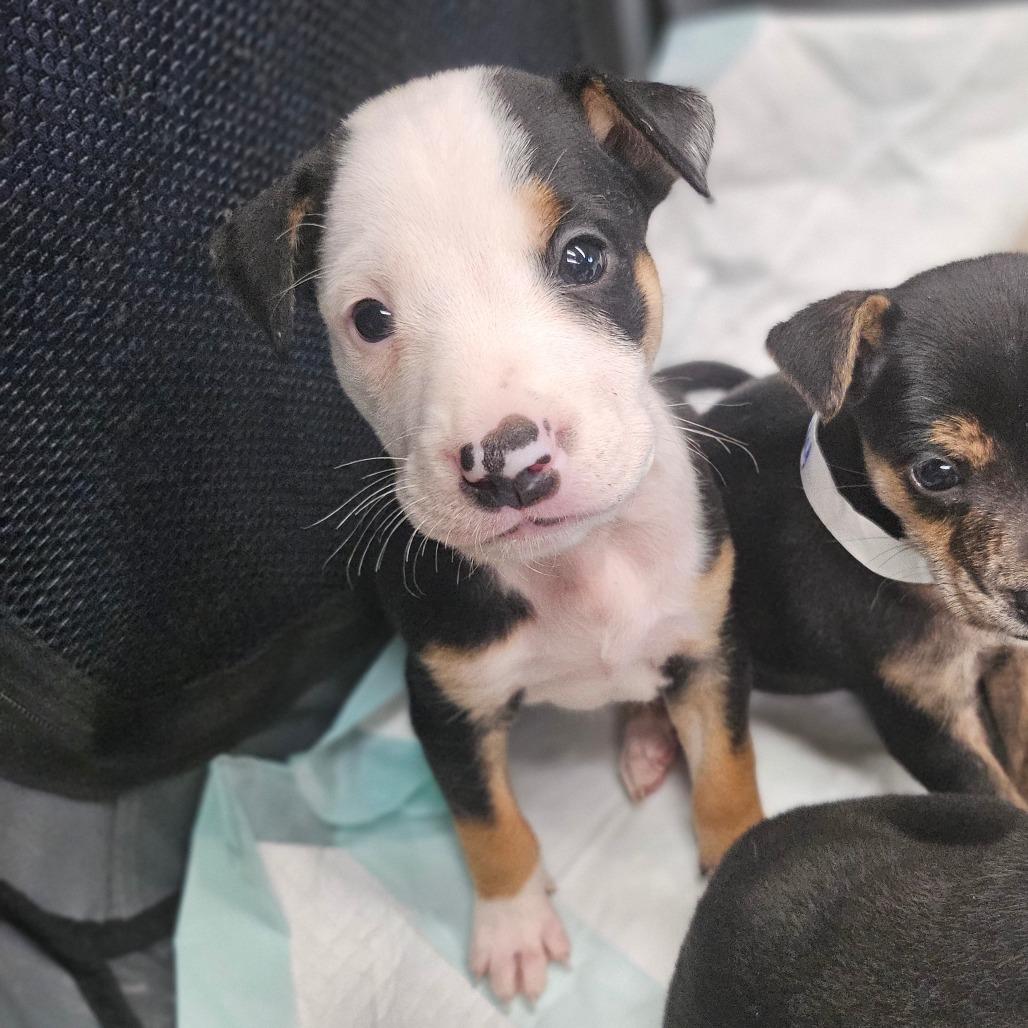 Hank, Adoptable, Puppy Male Terrier & Mixed Breed.