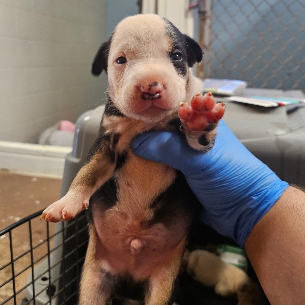 Enlarge Hank, a Adoptable mixed breed in Wahiawa, HI image 2/2