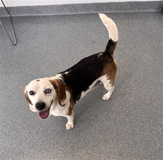 BEST LOOKING BEAGLE EVER, a ADOPTABLE Beagle in Northwood, OH image 2/2