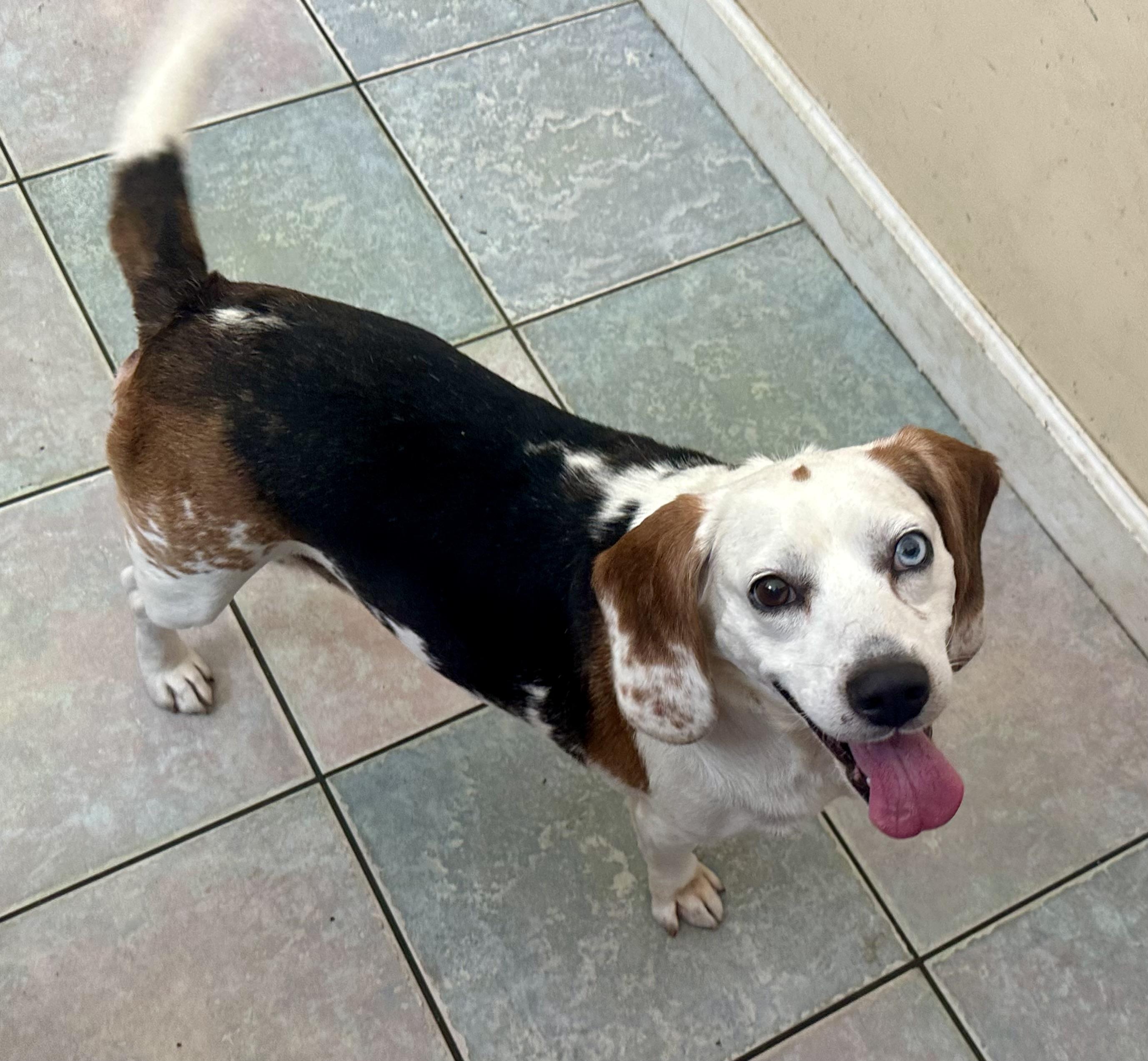 BEST LOOKING BEAGLE EVER, ADOPTABLE, Young Male Beagle.