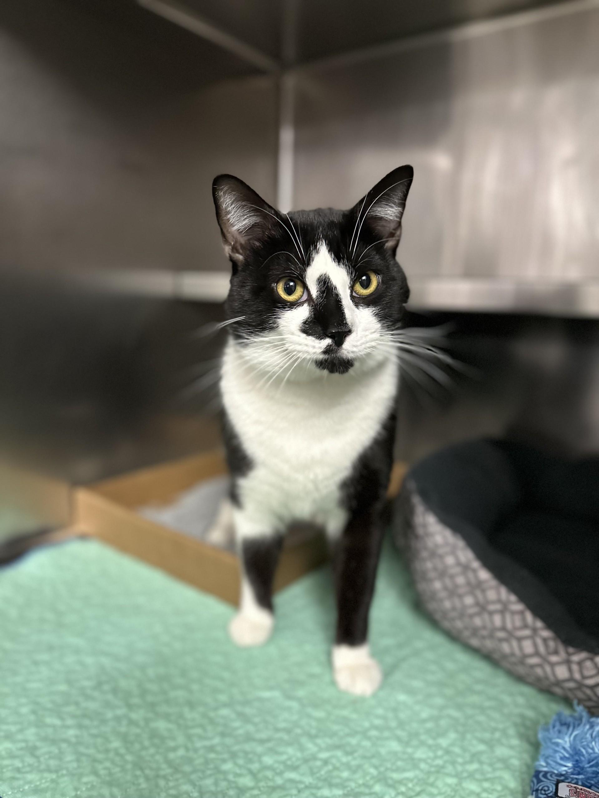 Panda, ADOPTABLE, Adult Male Domestic Short Hair.