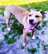 Elway Adorable Playful Devoted Fun, he lost his family!, adoptable, Young Male American Bully & Labrador Retriever.