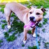 Enlarge Elway Adorable Playful Devoted Fun, he lost his family!, an adoptable mixed breed in Richmond, VA image 3/4