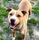Elway Adorable Playful Devoted Fun, he lost his family!, adoptable, Young Male American Bully & Labrador Retriever.