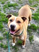 Enlarge Elway Adorable Playful Devoted Fun!, an adoptable mixed breed in Richmond, VA image 4/6