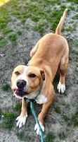 Enlarge Elway Adorable Playful Devoted Fun!, an adoptable mixed breed in Richmond, VA image 6/6