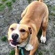Enlarge Elway Adorable Playful Devoted Fun, he lost his family!, an adoptable mixed breed in Richmond, VA image 4/4