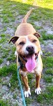 Enlarge Elway Adorable Playful Devoted Fun!, an adoptable mixed breed in Richmond, VA image 2/6