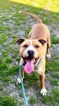 Enlarge Elway Adorable Playful Devoted Fun!, an adoptable mixed breed in Richmond, VA image 5/6